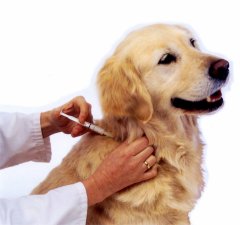 Očkovanie psov proti besnote - Kutyák oltása veszettség ellen 1